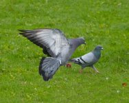 DSC_5902.jpg
