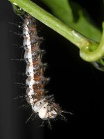 Catepillar2.jpg