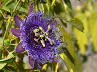 Passiflora.jpg