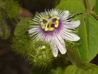 Passiflora2.jpg