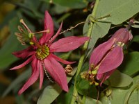 Passflora.jpg