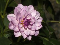 Delphinium.jpg