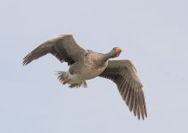 DSC_6060.jpg