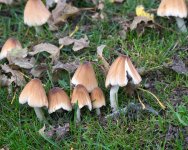 DSC_6104.jpg
