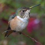 Hummer10.jpg