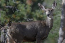 Mule Deer--2.jpg