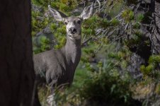Mule Deer--3.jpg