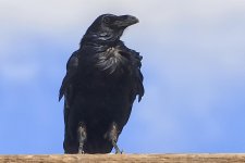 9-18-17-cr__D7K7571.jpg