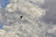 9-23-17-cr__D7K7627.jpg