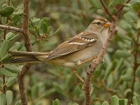 Sparrow5.jpg