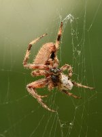 Spider.jpg