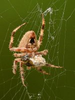 Spider2.jpg