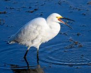 SnowyEgret-277.jpg