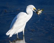 SnowyEgret-267.jpg