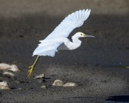 SnowyEgret-255.jpg