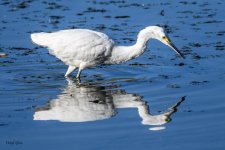 SnowyEgret-258.jpg