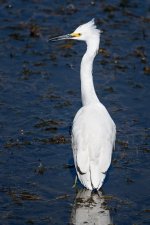 SnowyEgret-250.jpg