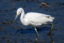 SnowyEgret-251.jpg