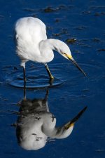 SnowyEgret-284.jpg