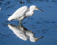SnowyEgret-260.jpg