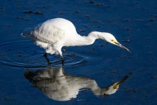 SnowyEgret-279.jpg