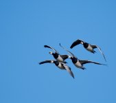 DSC_6266.jpg