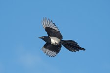 DSC_6238.jpg