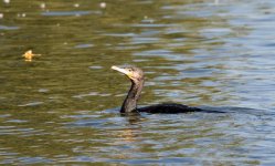 DSC_6227.jpg