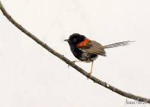DSC_2778 .jpg