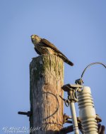 DSC_3601 low res.jpg