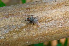 Bug on stick_1.jpg