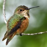 Hummer2.jpg