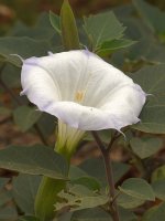Datura.jpg