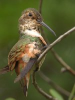 Hummer12.jpg