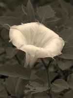 DaturaSepia.jpg