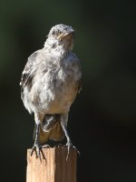 Mockingbird.jpg
