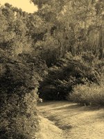 TrailSepia.jpg