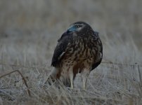 ROY_7668.JPG