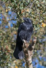 DSC_6411.jpg