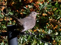DSC_6413.jpg