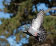 DSC_6333.jpg