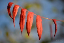 DSC_1309.jpg