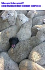 sheepdog copy.jpg