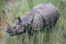Rhino.jpg