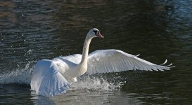 DSC_6424.jpg