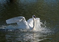 DSC_6427.jpg