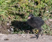DSC_6442.jpg