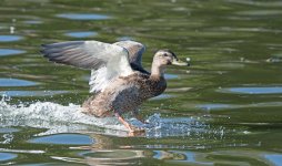 DSC_6473.jpg