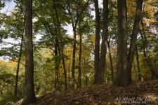 DSC_4411 low res.jpg