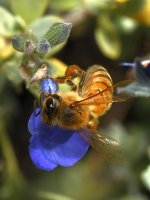 Bee2.jpg